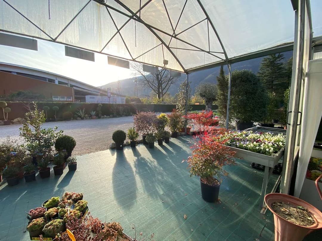 Azienda florovivaistica ben avviata gallery 2