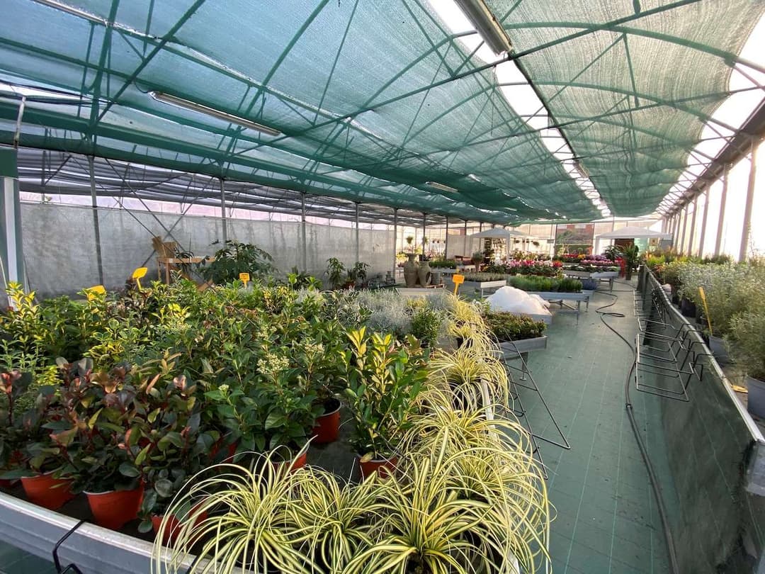 Azienda florovivaistica ben avviata gallery 22
