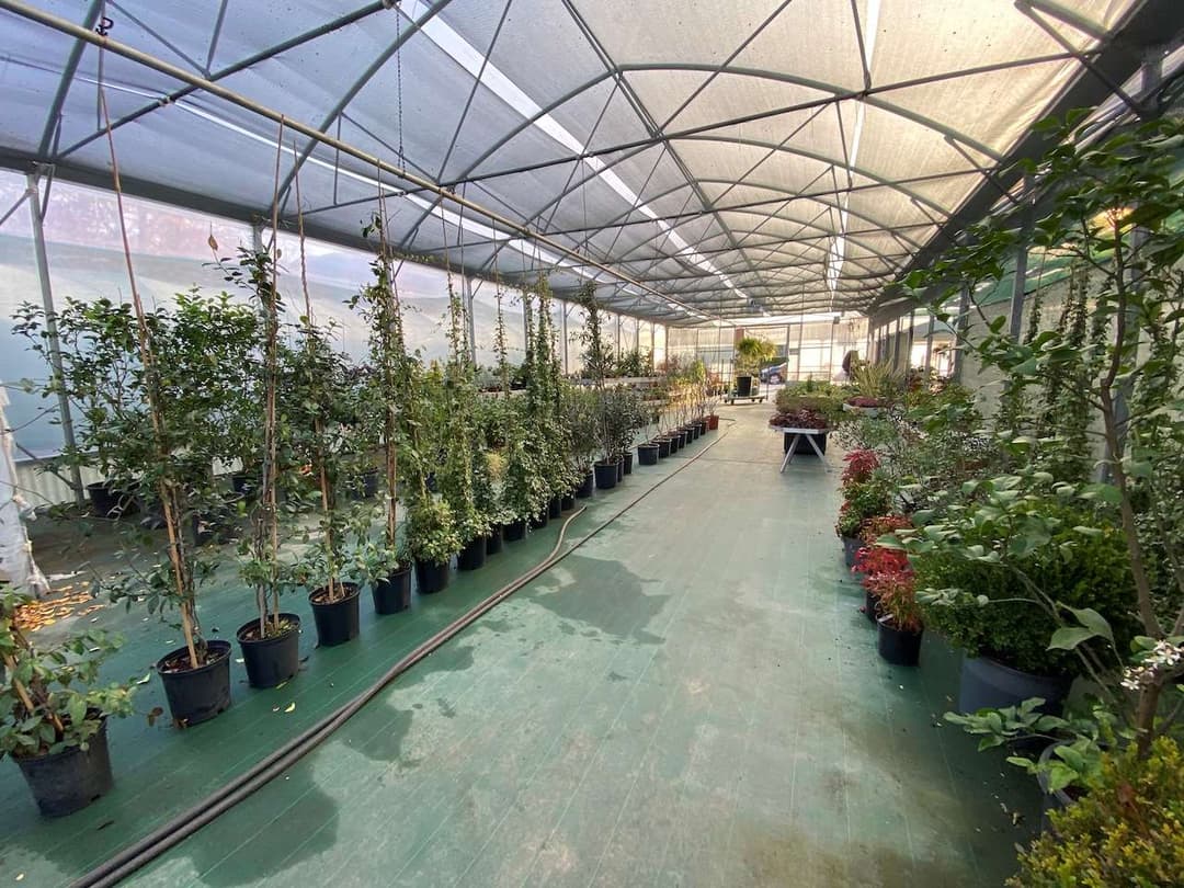 Azienda florovivaistica ben avviata gallery 23