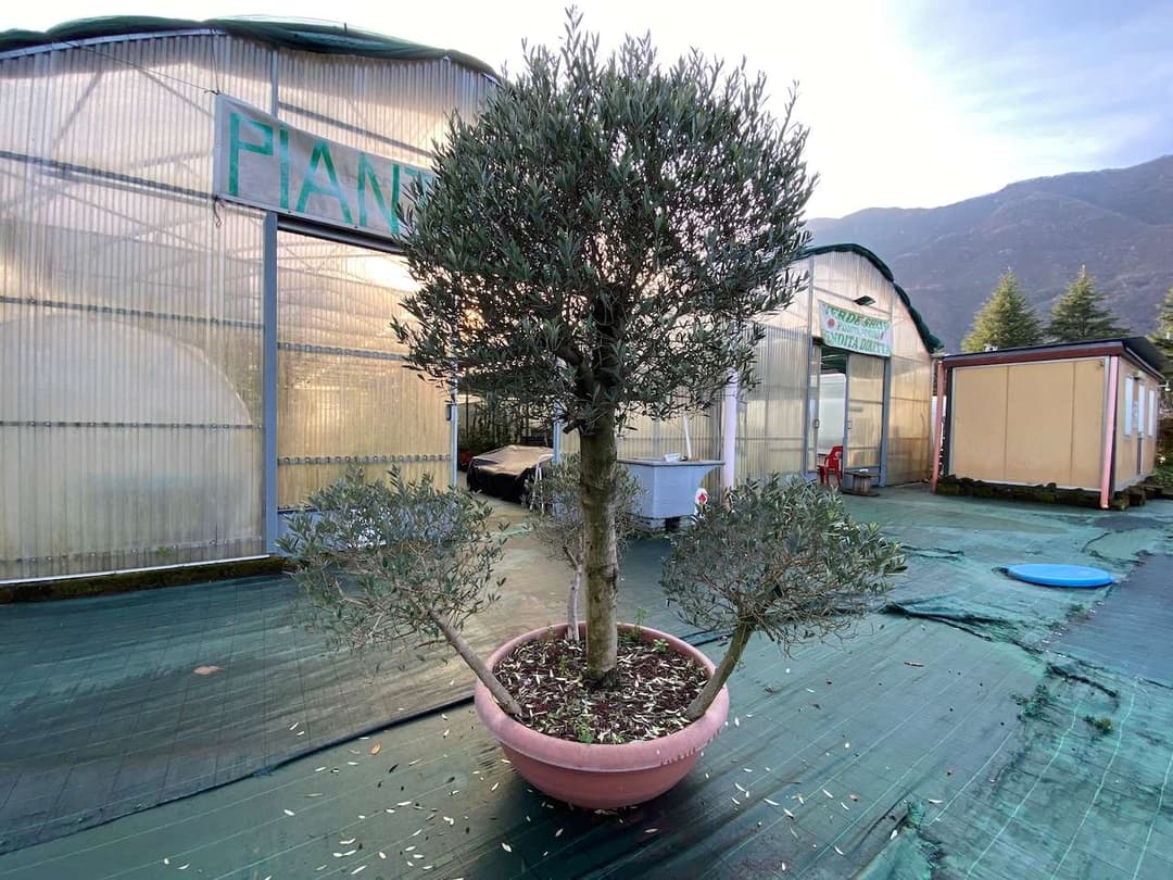 Azienda florovivaistica ben avviata gallery 27